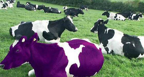 Embrace the PURPLE COW: Strategies to stand out in Healthcare Marketing